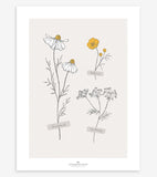 CHAMOMILE - Children's poster - Field flowers