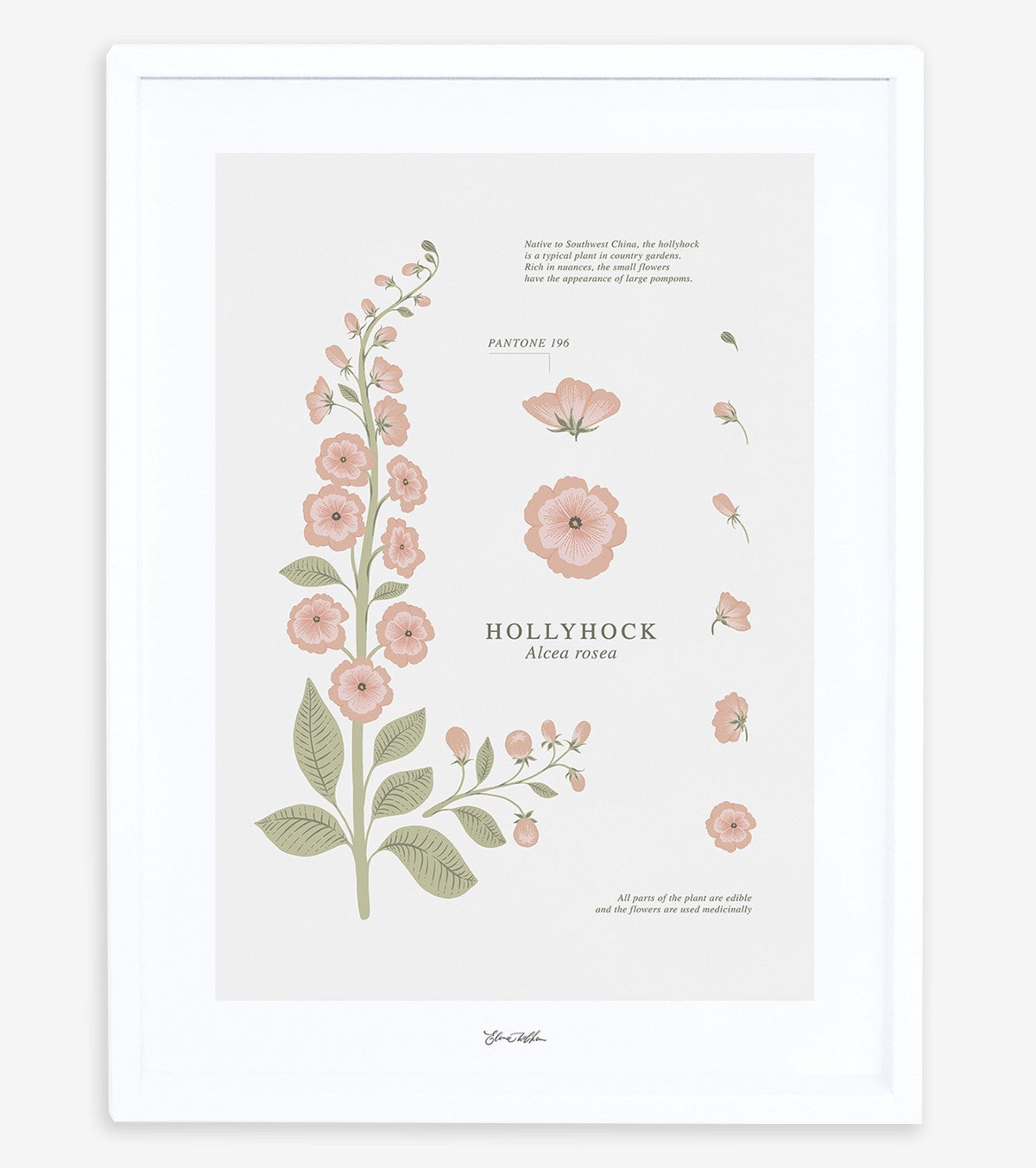 WILDFLOWERS - Children's poster - Hollyhock