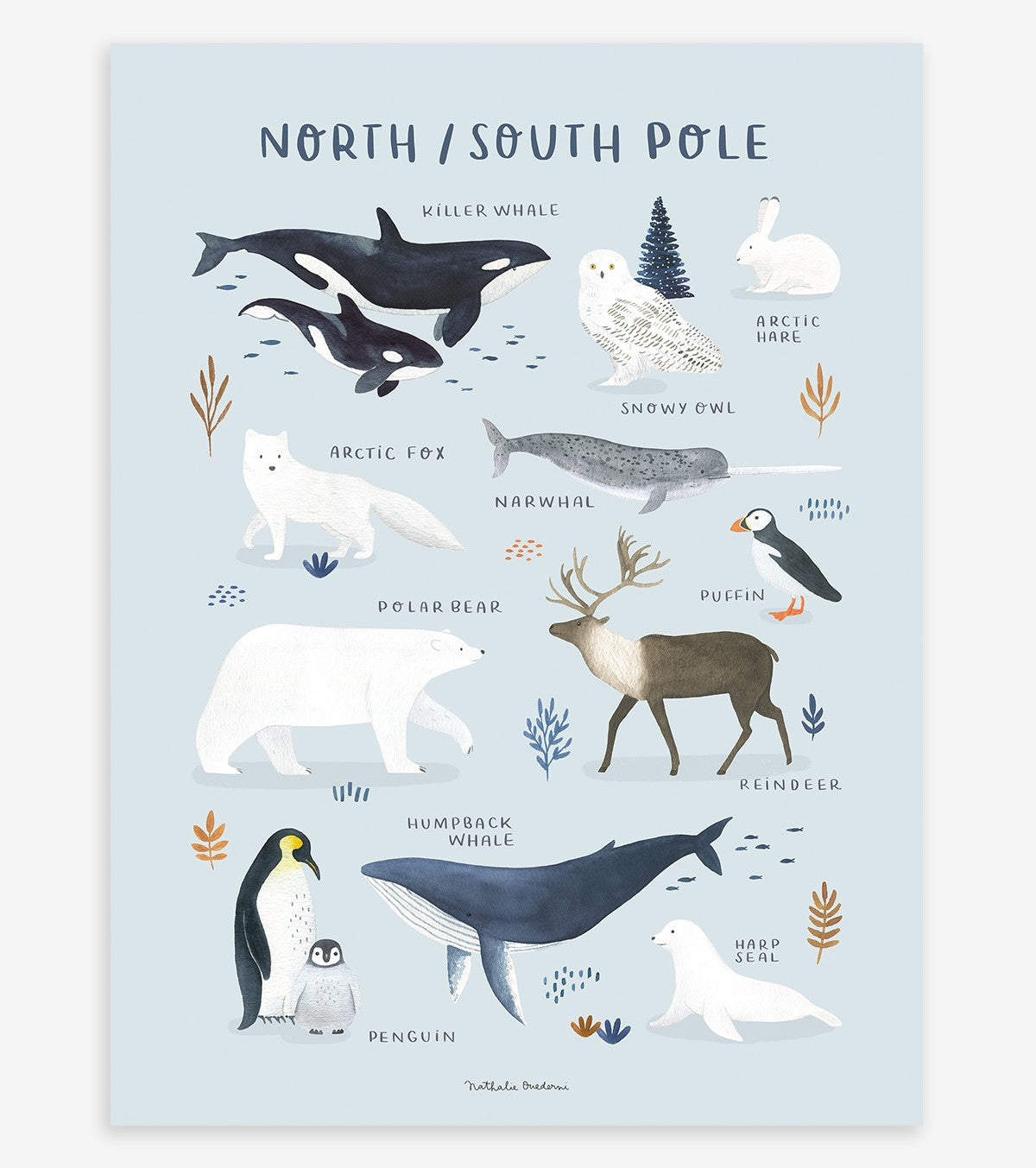 LIVING EARTH - Children's poster - North and South Pole animals