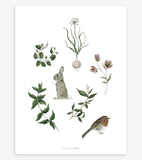 WELLINGTON - Children's poster - Rabbit, robin and grass
