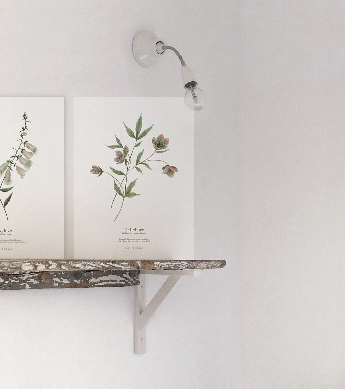 WELLINGTON - Set of 2 Art prints - Flowers, botanicals